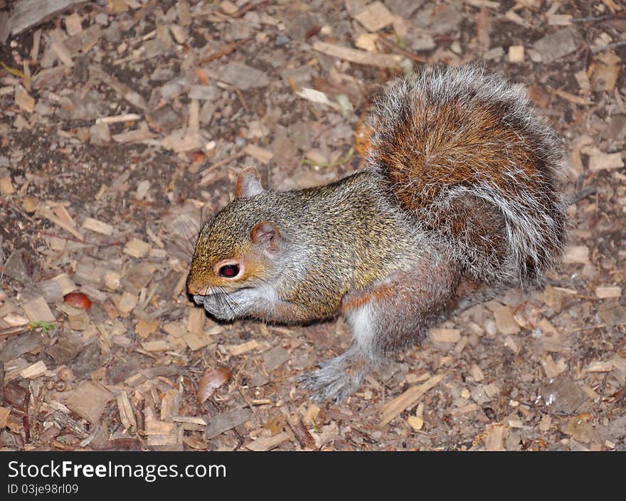 Wild squirrel in the park