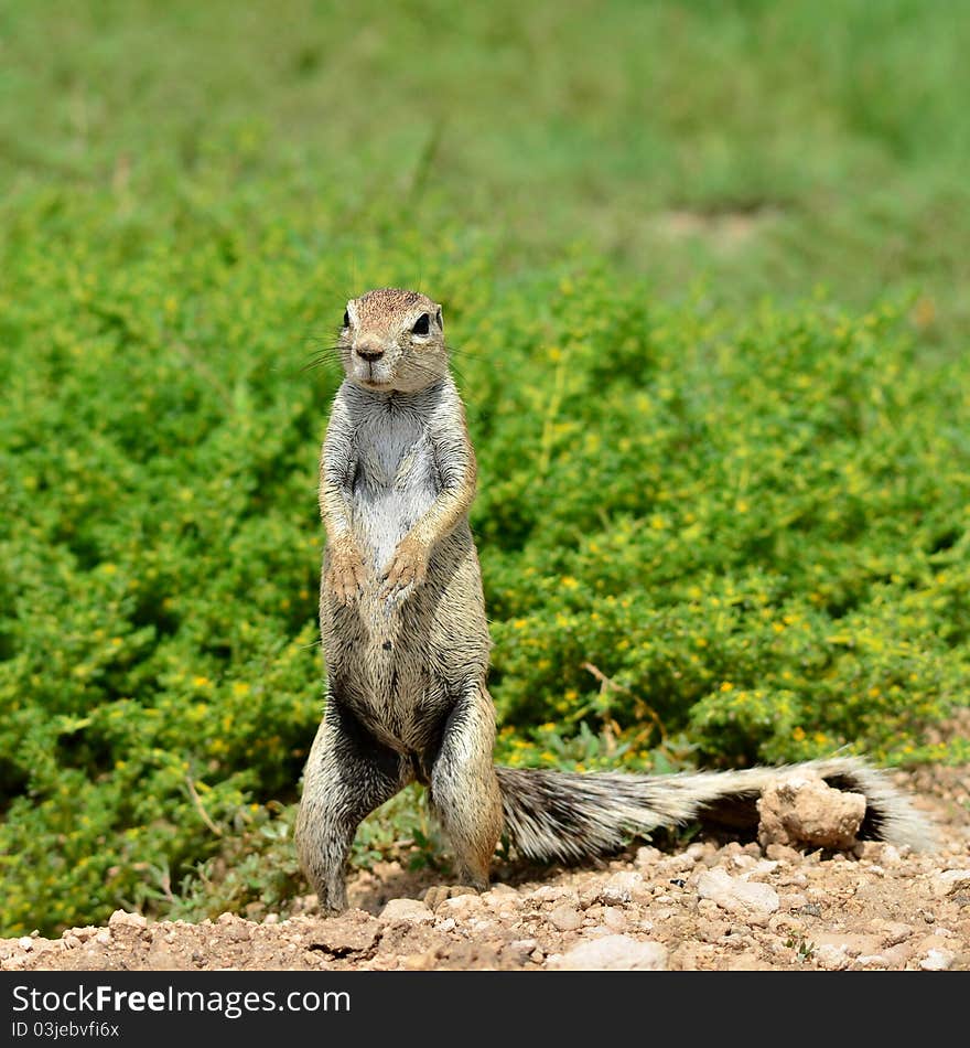 Ground squirrel in Etosha national park,Namibia. Ground squirrel in Etosha national park,Namibia