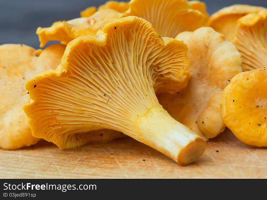 Chanterelle