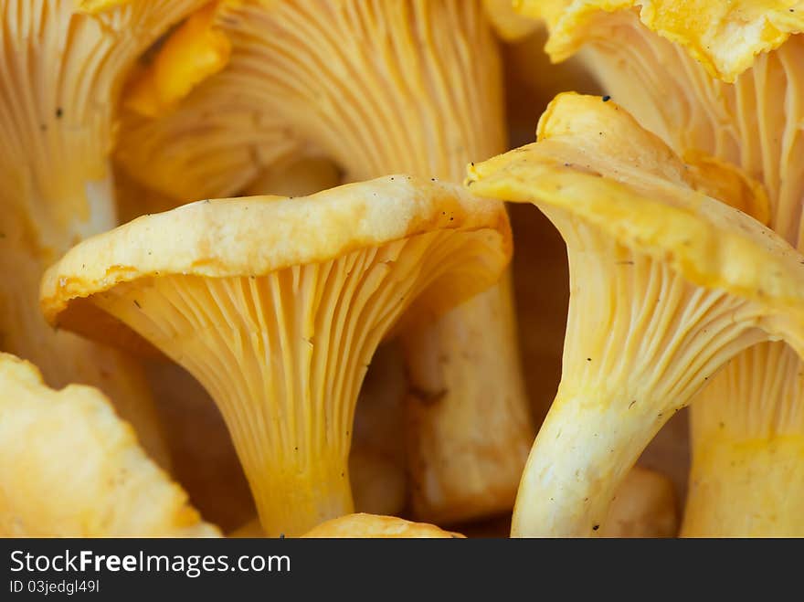 Chanterelle