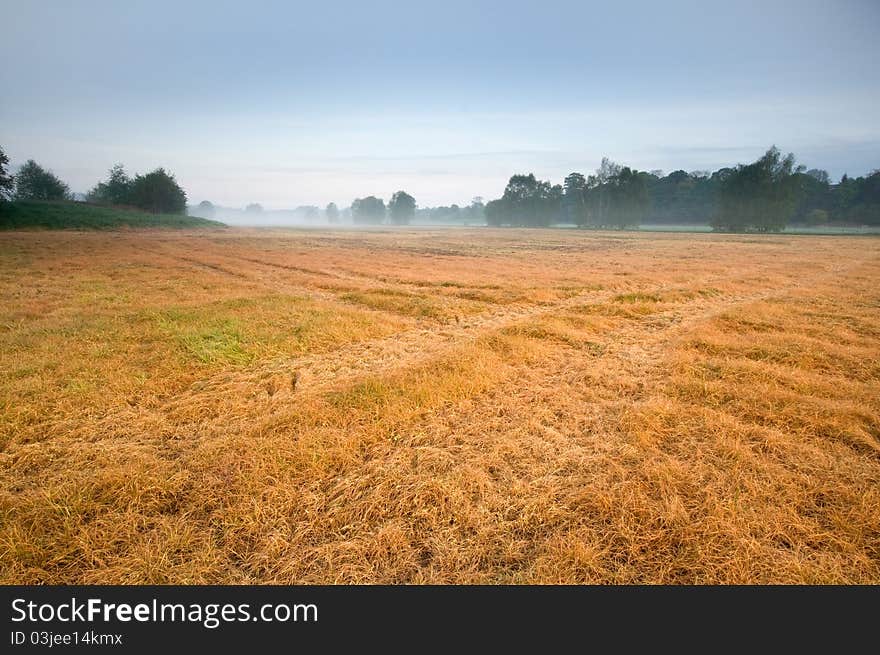 Mist On The Field