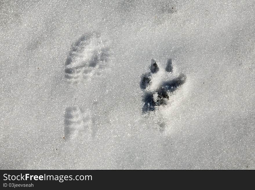 A funny foot prints of man and animals in the snow