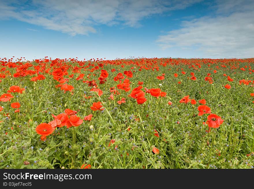 A field full of poppies during summer