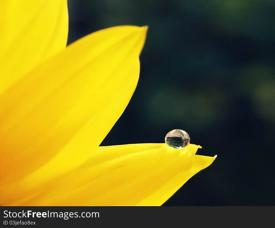 A drop in a petal of a sunflower with the garden as a background