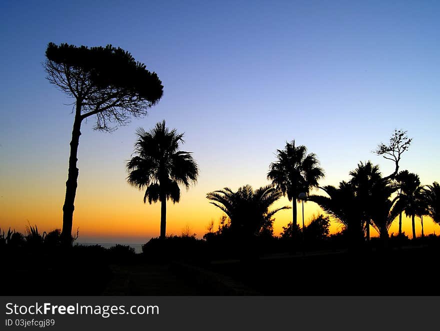 Silhouttes of palm trees in a sunset at the beach