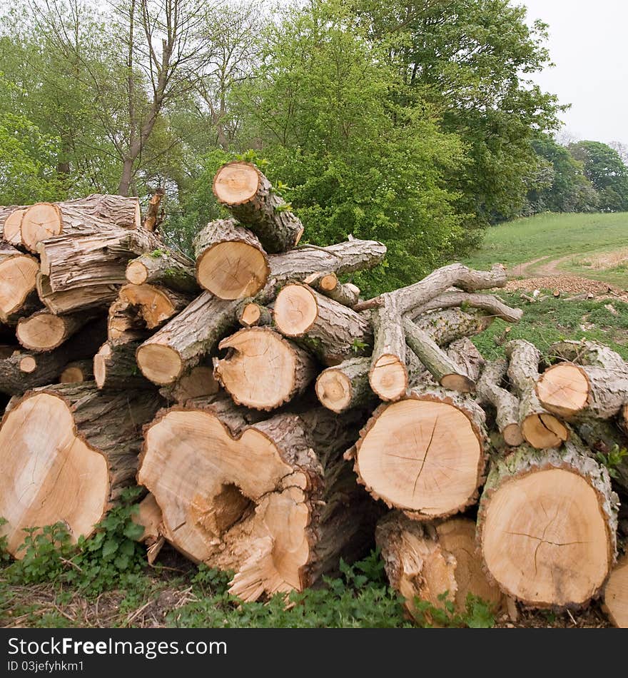 Pile of stumps in the wood