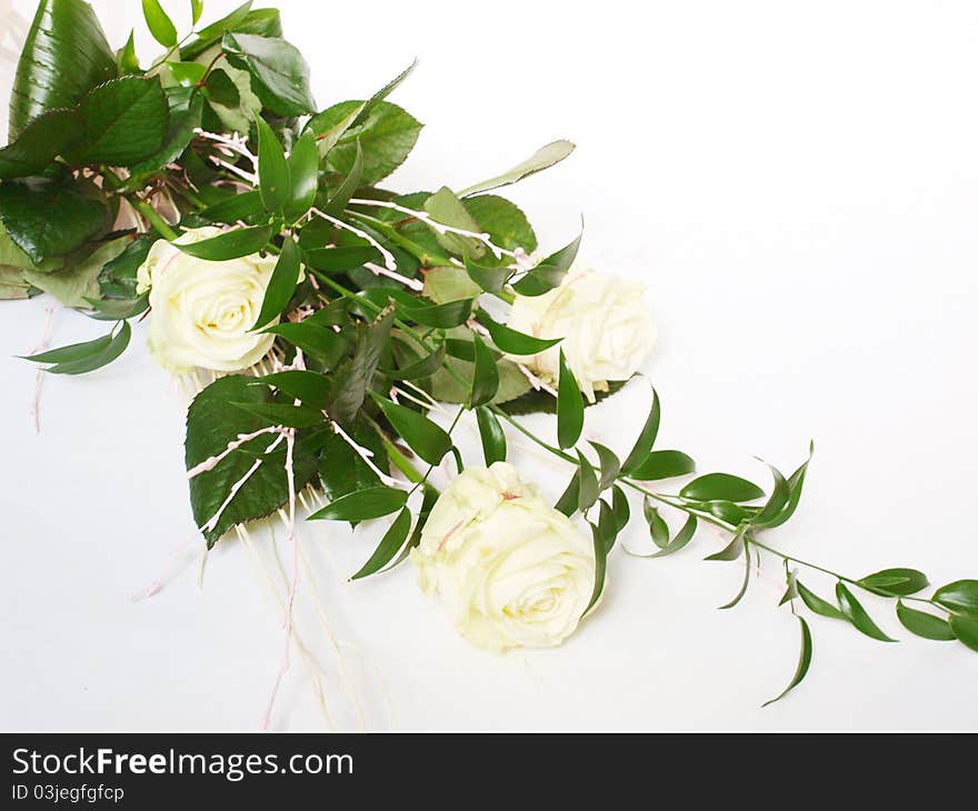 White rose on a background