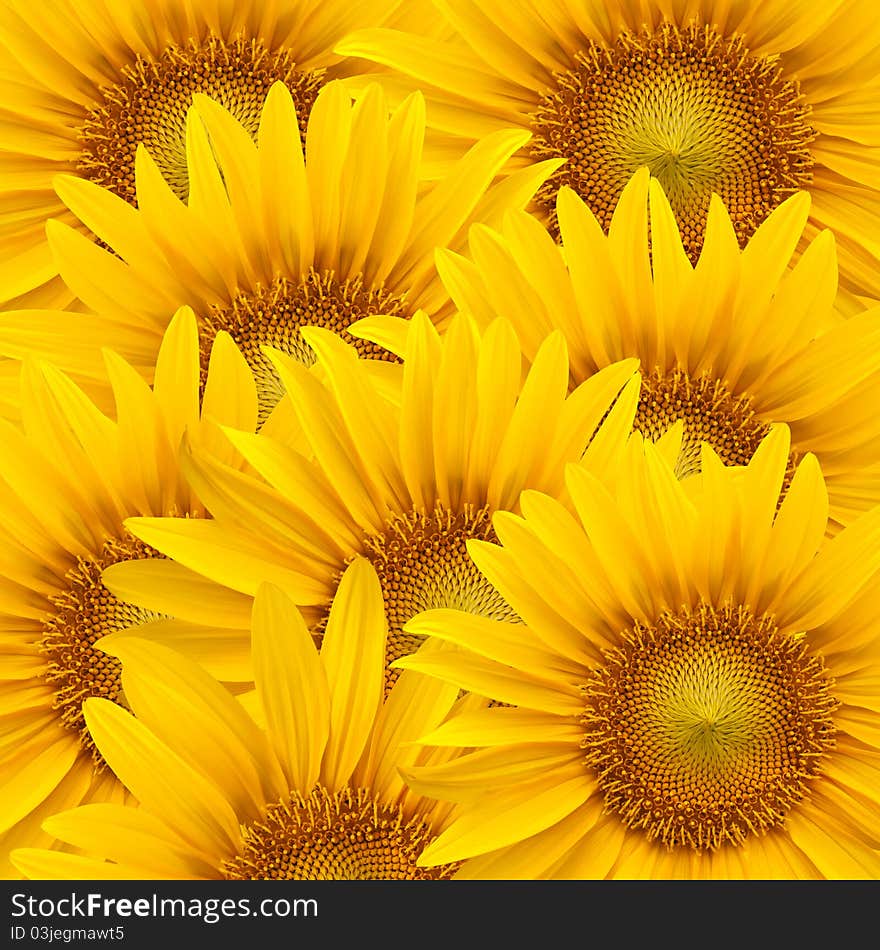 Sunflower background