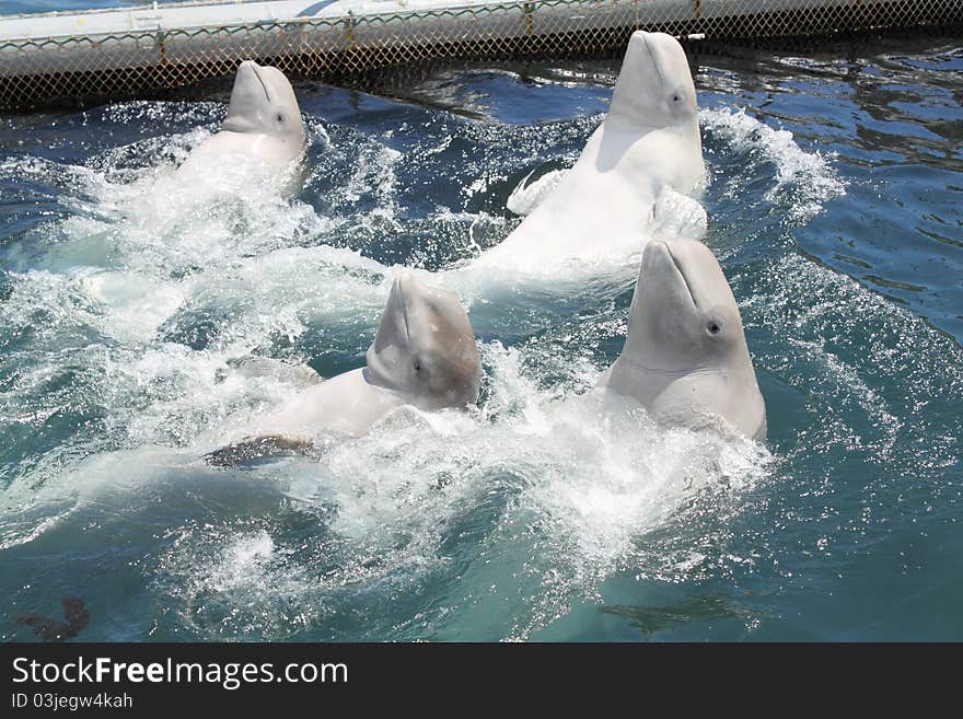 Some dolphins frolic in sea water