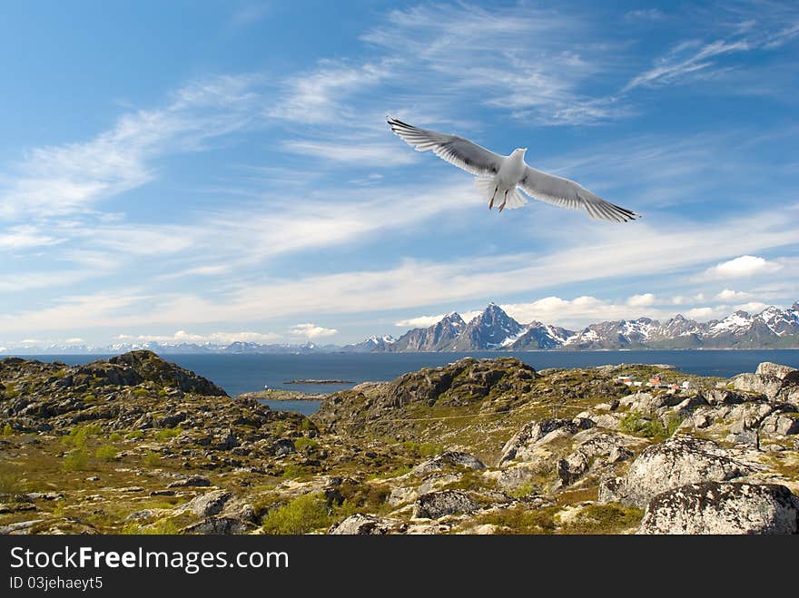 Gull over the Norwegian island