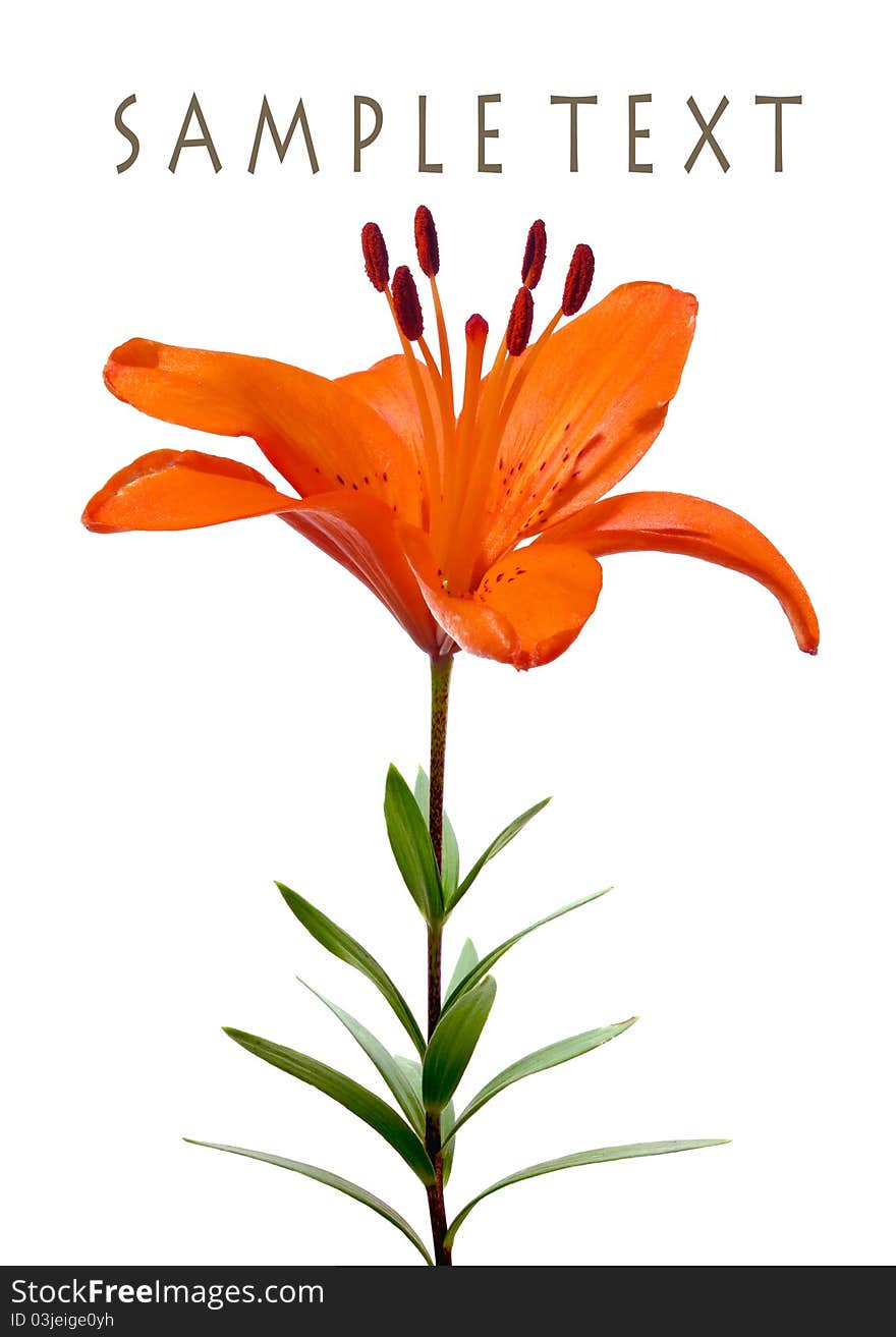 Fire engine red lily