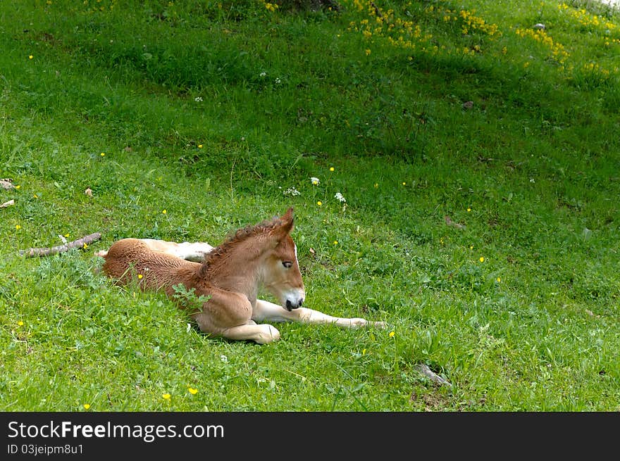 Horse relaxing on the Vall de Nuria. Horse relaxing on the Vall de Nuria