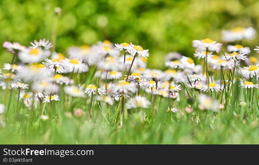 Bush daisies in green grass