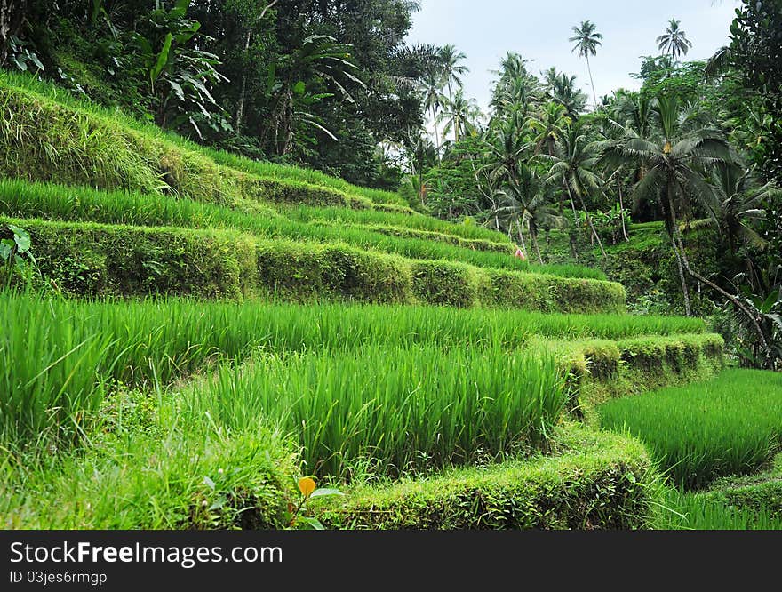 Rice field in tropical forest in Bali, Indonesia