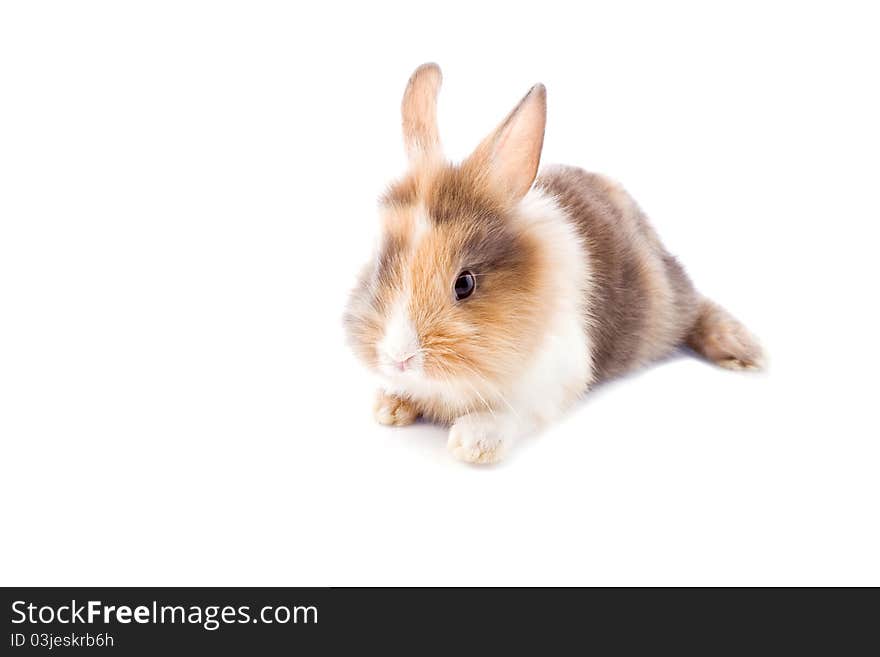 Photo of adorable dwarf rabbit with lion's head on white isolated background