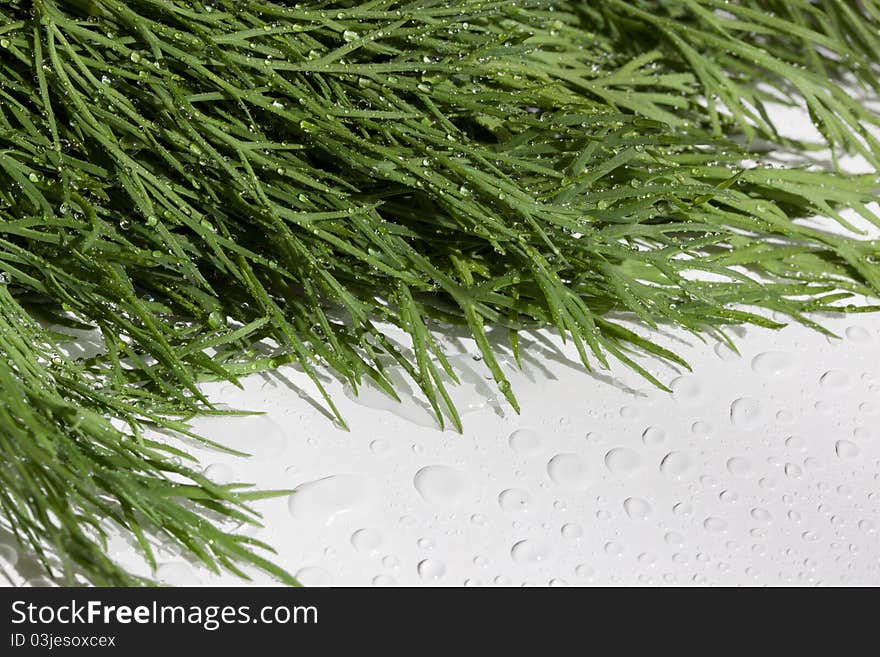 Dill close up on a light surface in water drops. Dill close up on a light surface in water drops.