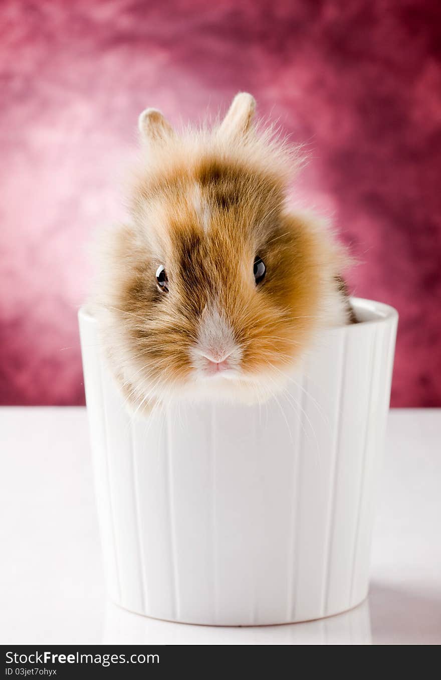 Photo of adorable dwarf rabbit with lion's head on white isolated background