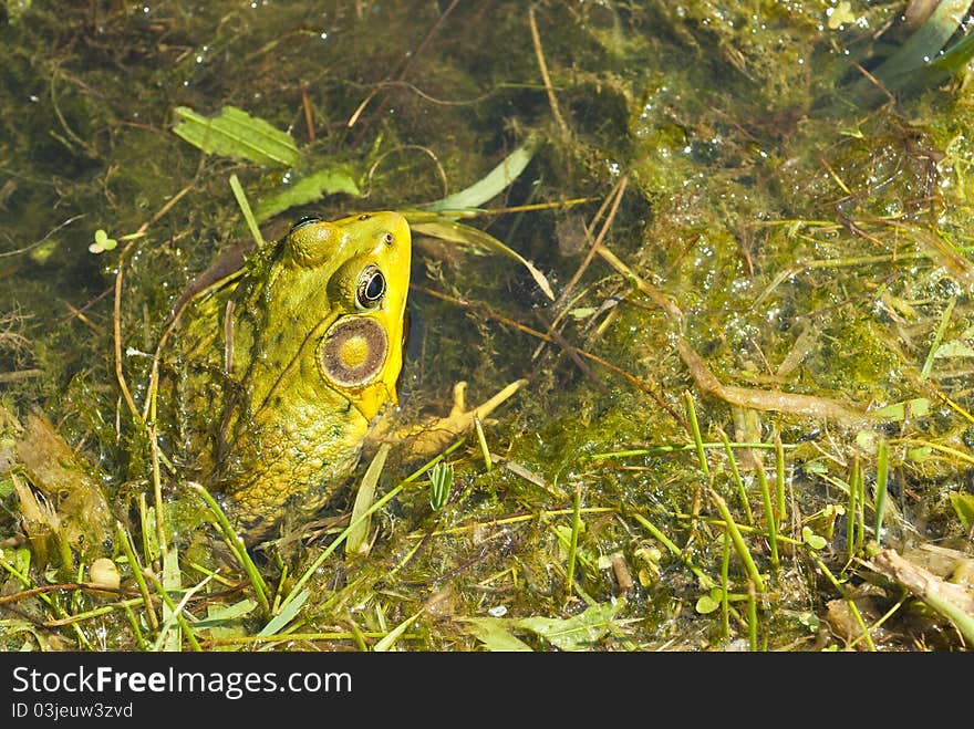 Frog In The Pond