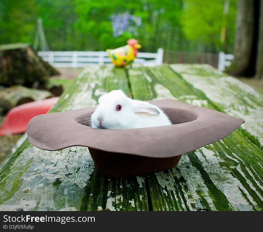 Baby white rabbit in a hat. Baby white rabbit in a hat.