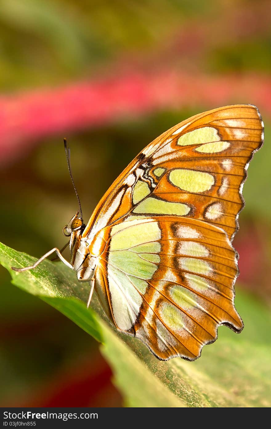 Close-up shot of a colorful butterfly in the garden.