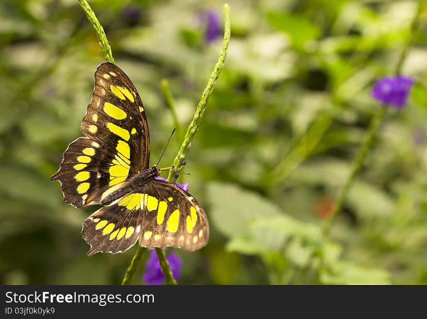 Close-up shot of a butterfly in the garden.