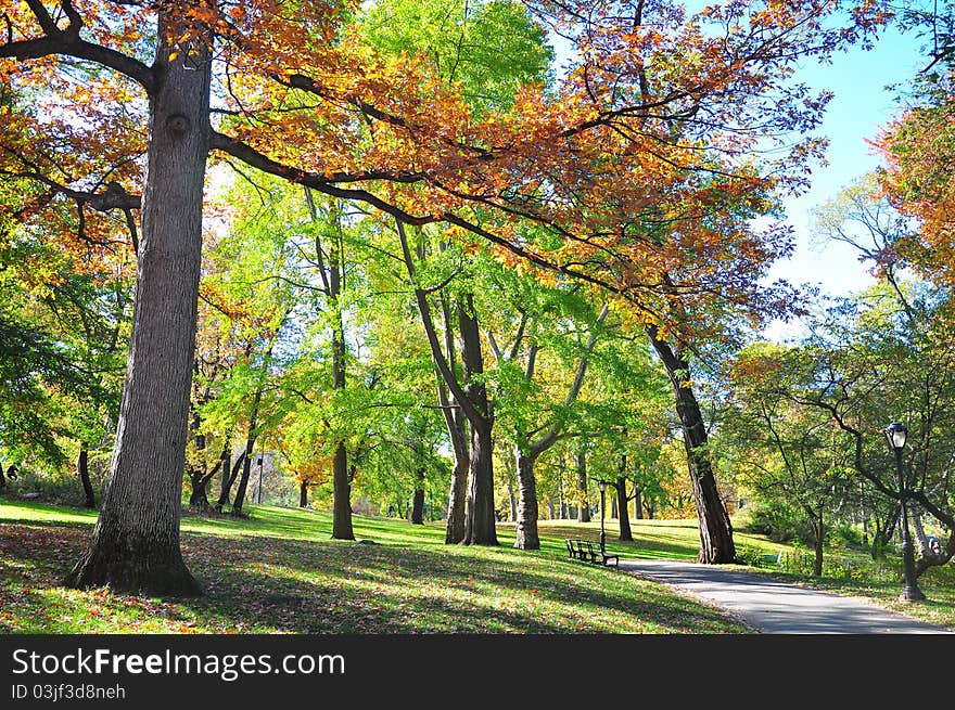 Beautiful trees on a suny day. Beautiful trees on a suny day