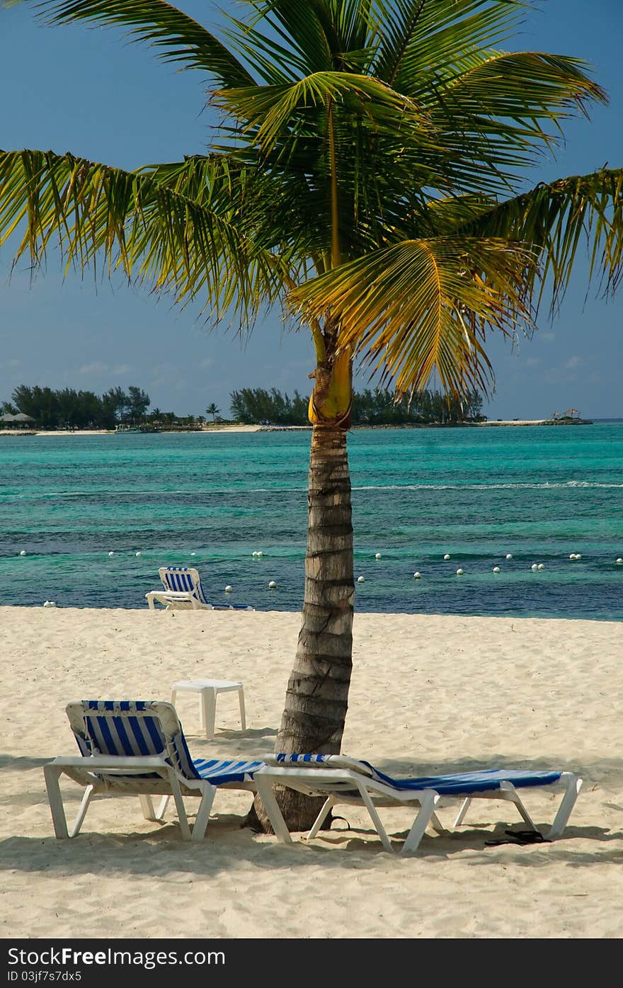 Beautiful Palm tree on Bahamas