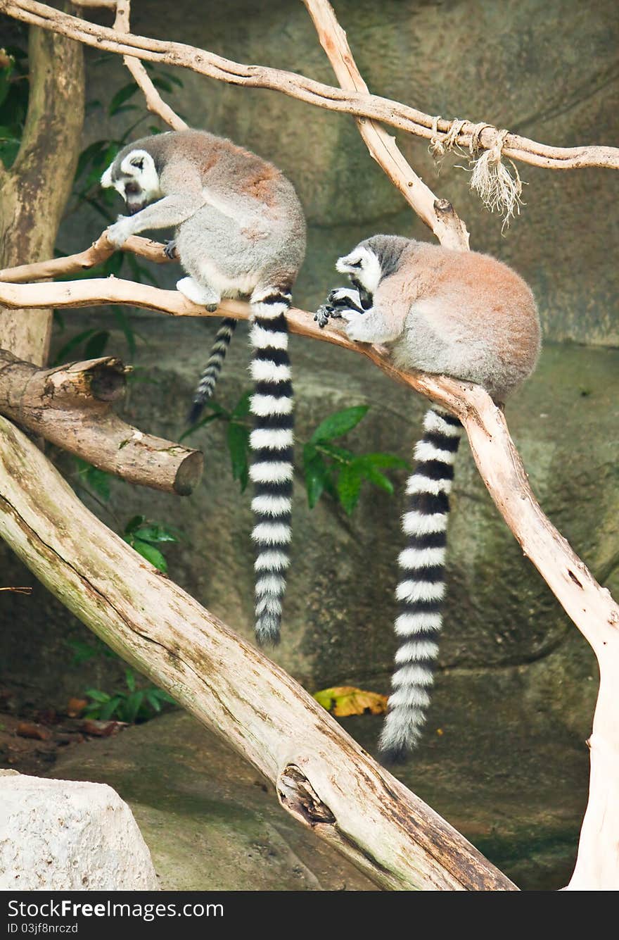 Beautiful lemur