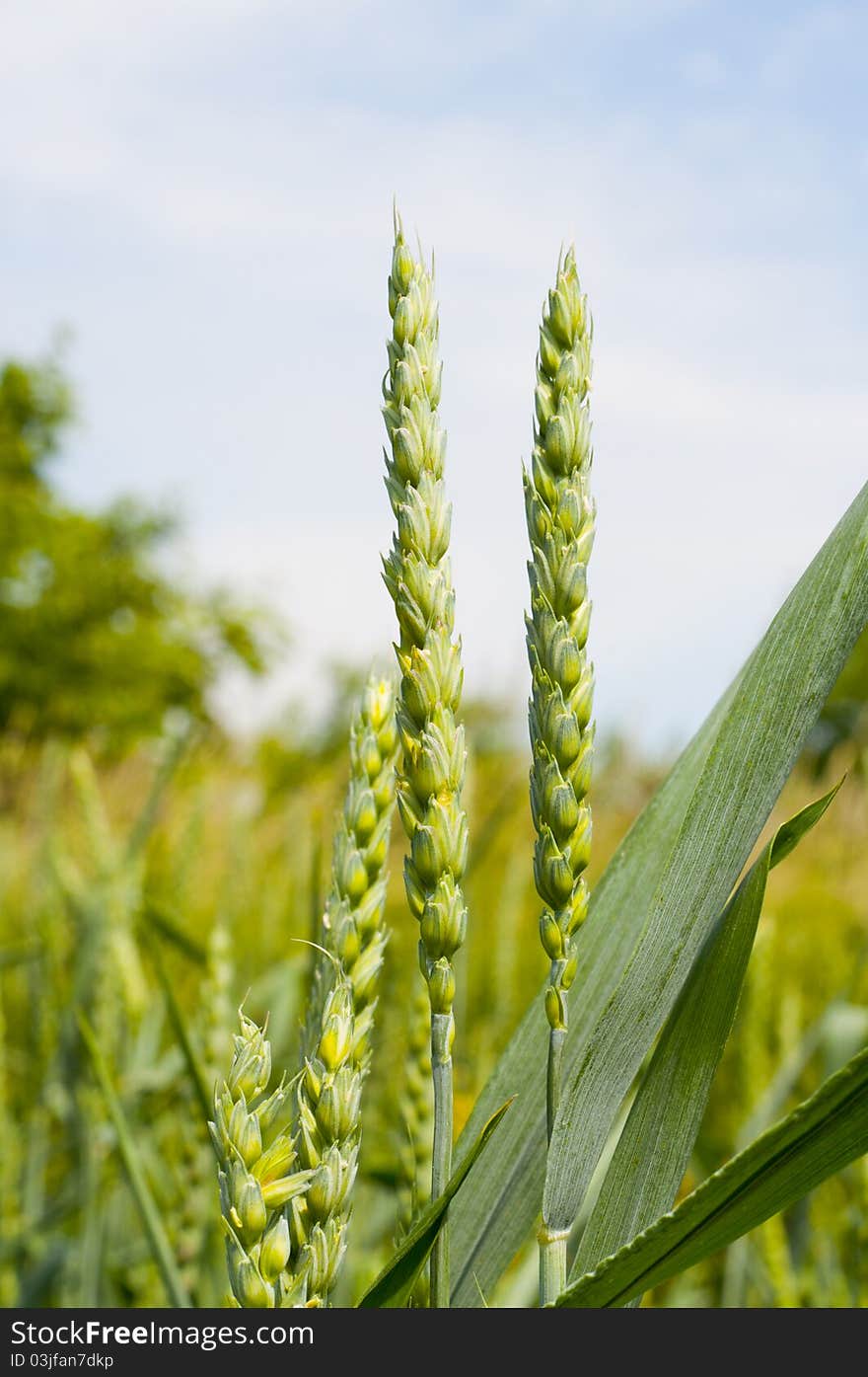 Green ears of a rye