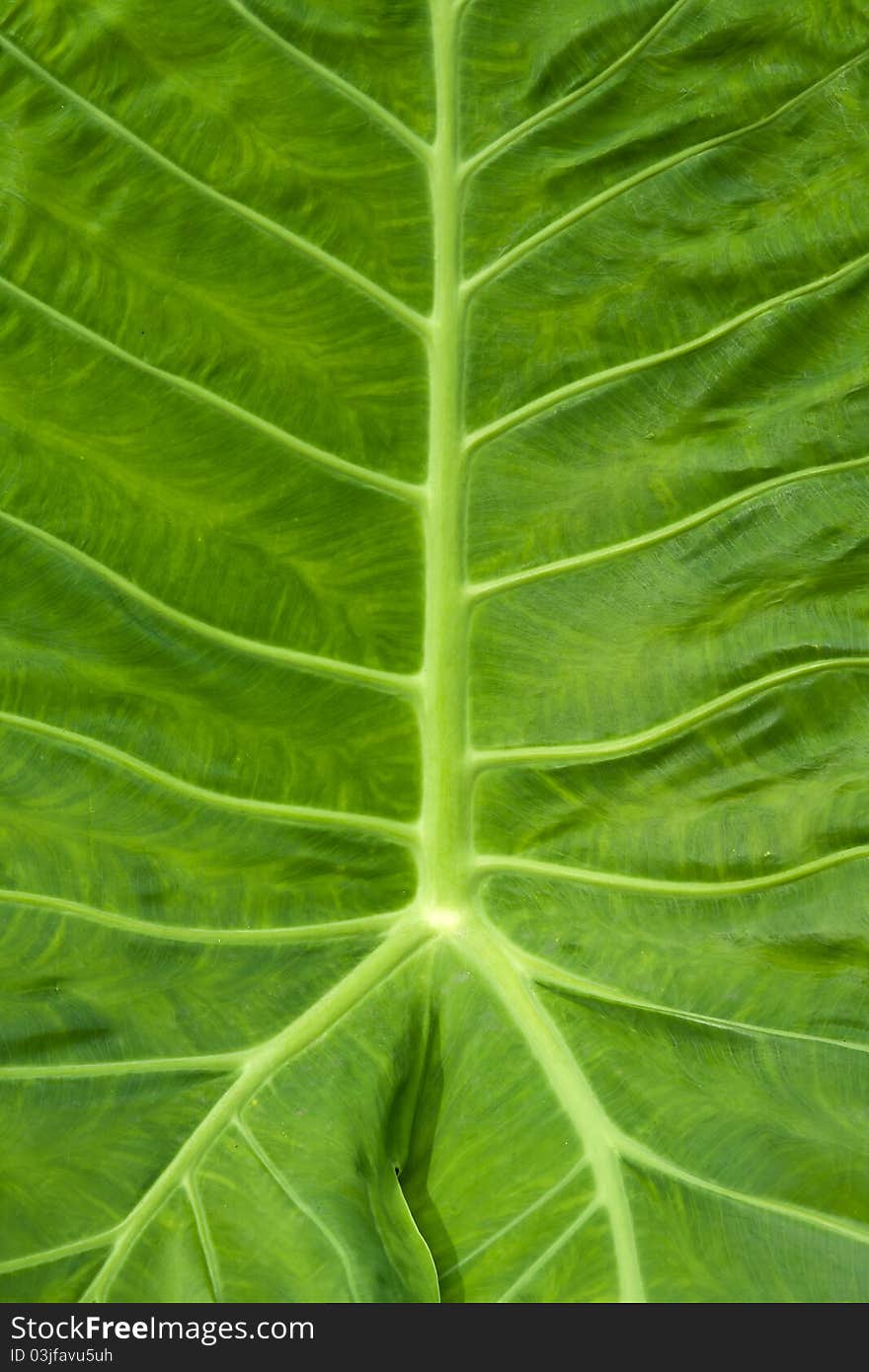 Leaf of a plant close up