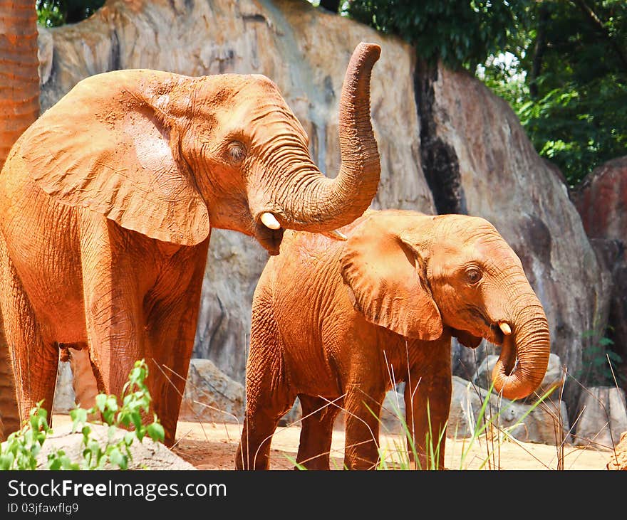 African elephant