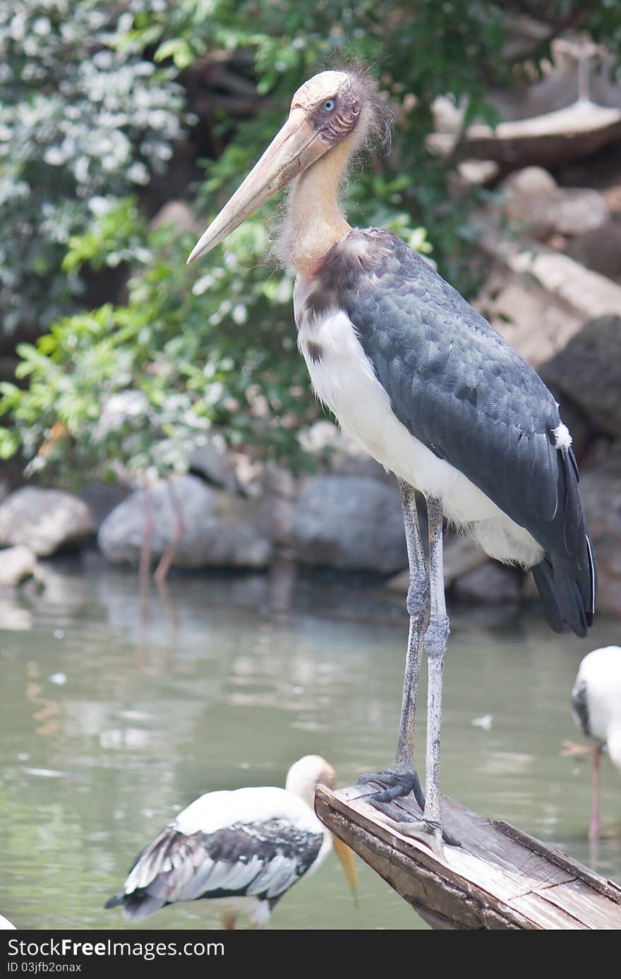 Painted Stork Or Mycteria Leucocephala