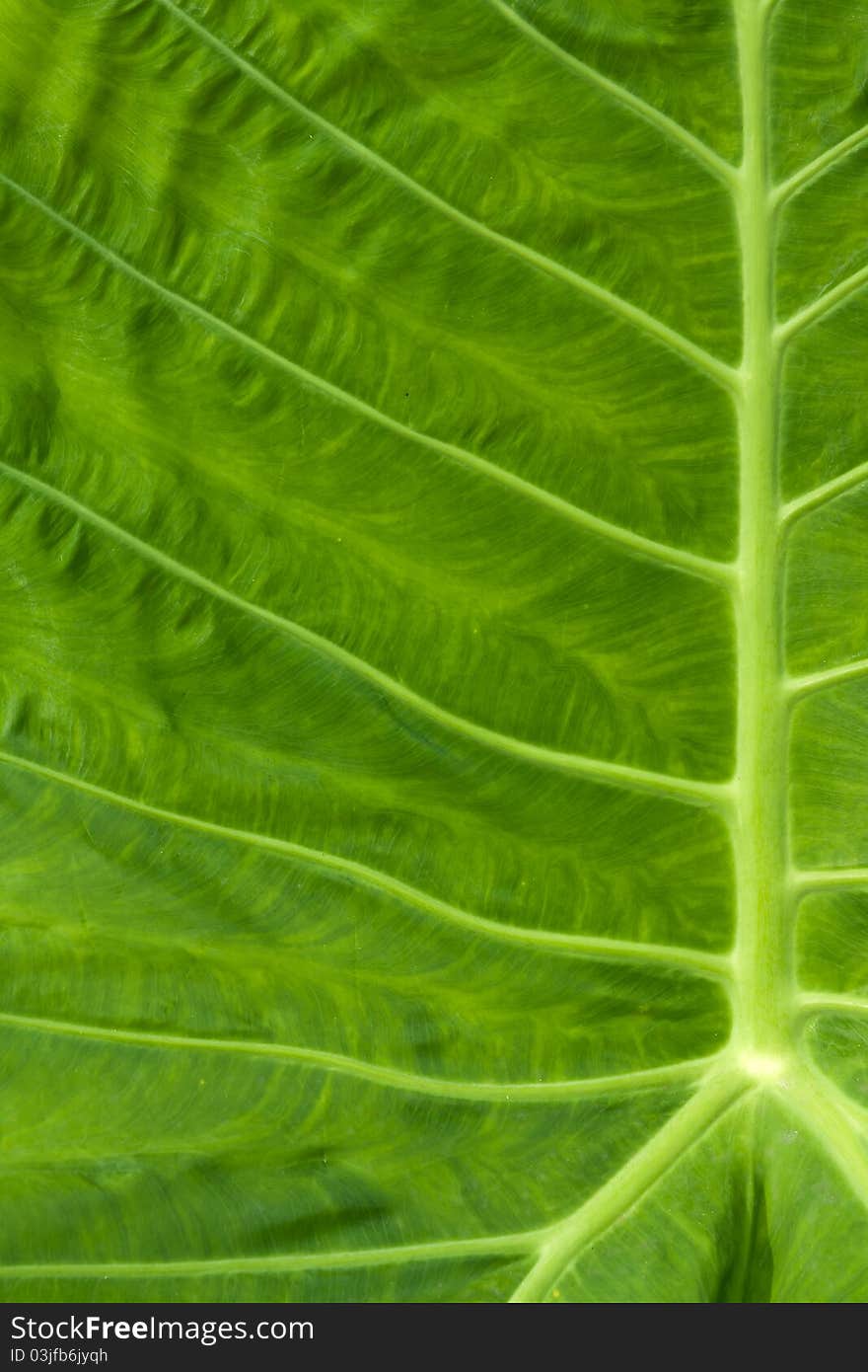 Close up detail of green leaf. Close up detail of green leaf