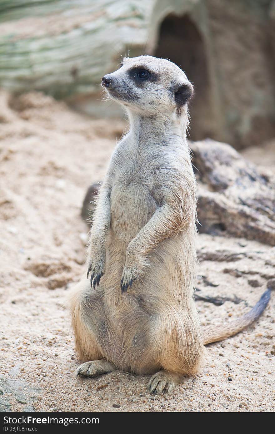 Meerkat standing on the ground.