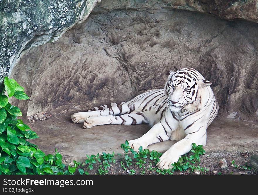 White tiger relax in front of the cave.