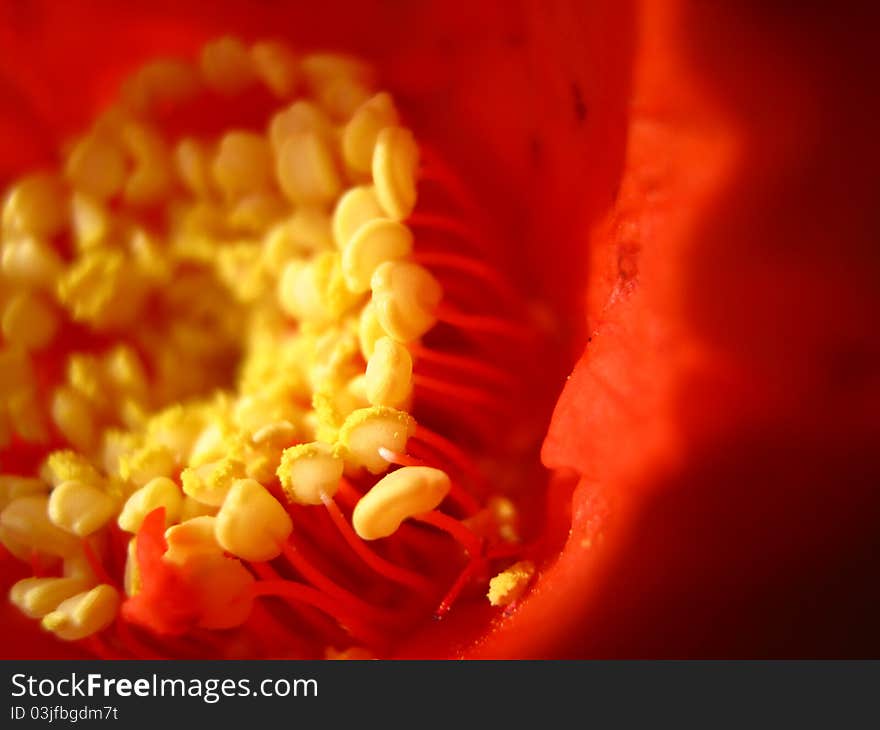 Pomegranate Flower Stamens