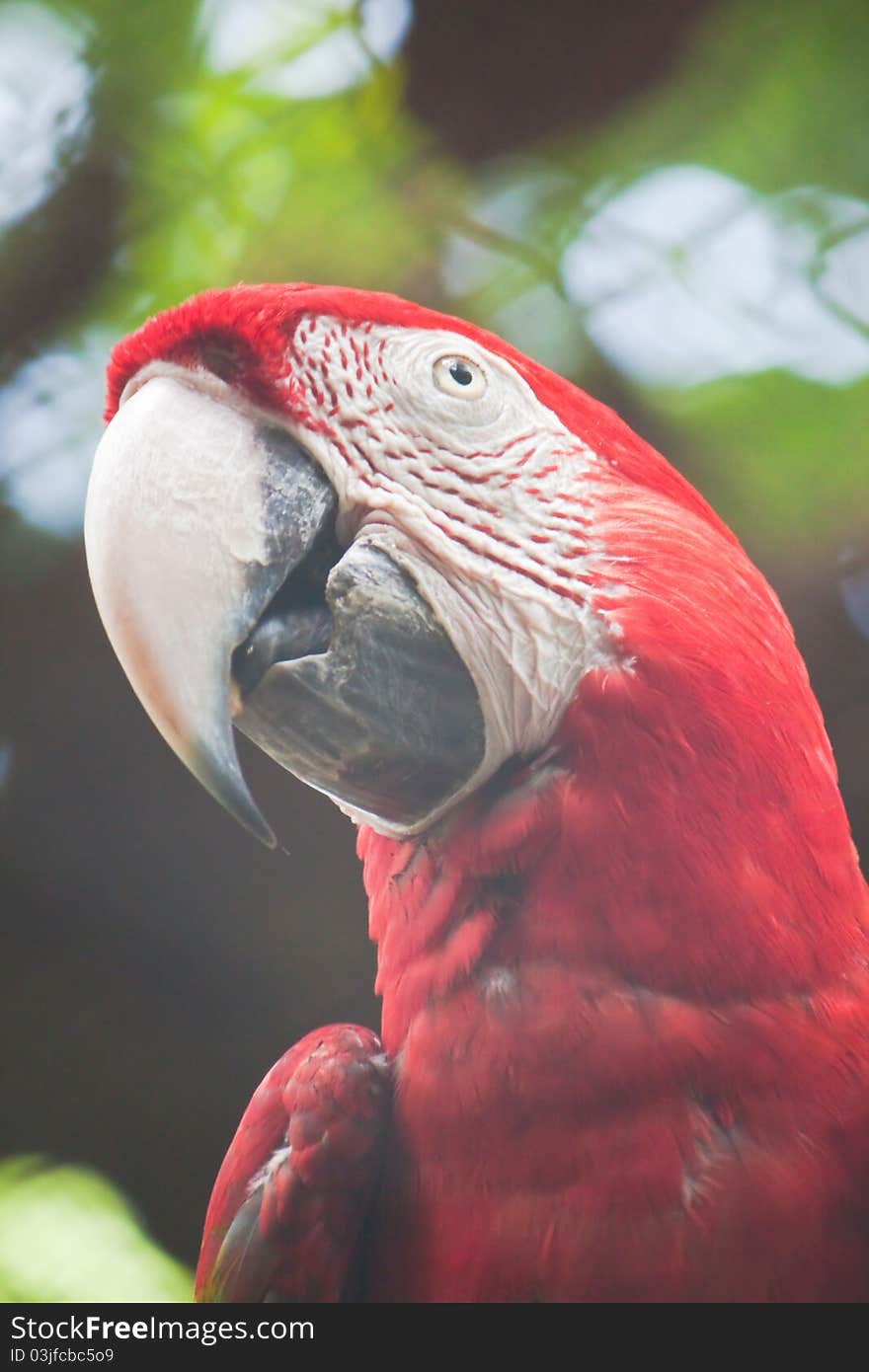 Green-winged macaw