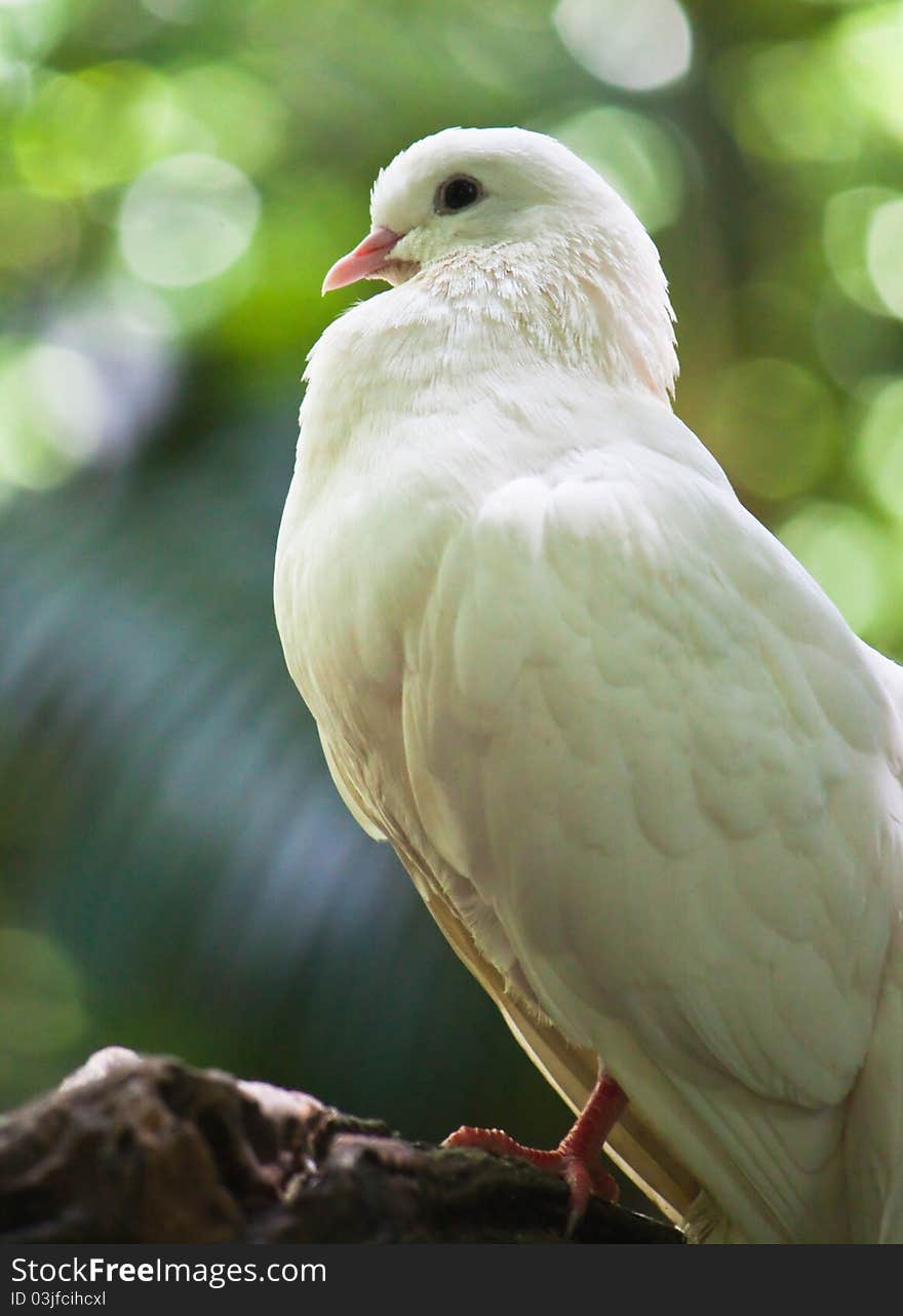 White fantail pigeon close up