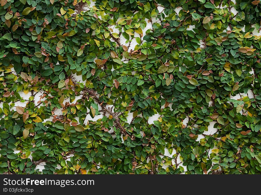 Group of small Green leave on wall