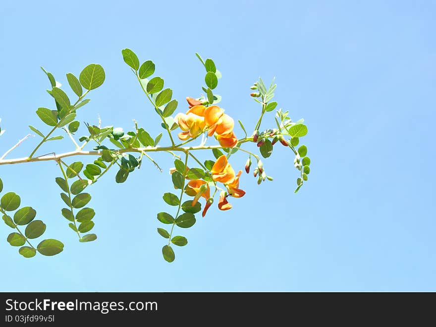 The Colutea With Pinnate Leaves And Orange Flowers