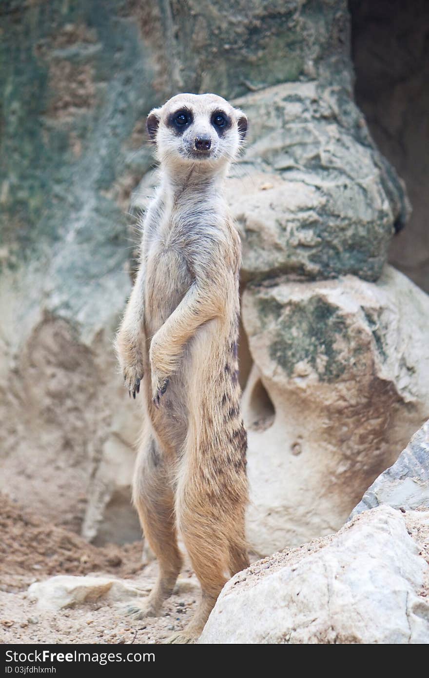 Meerkat standing on the ground.