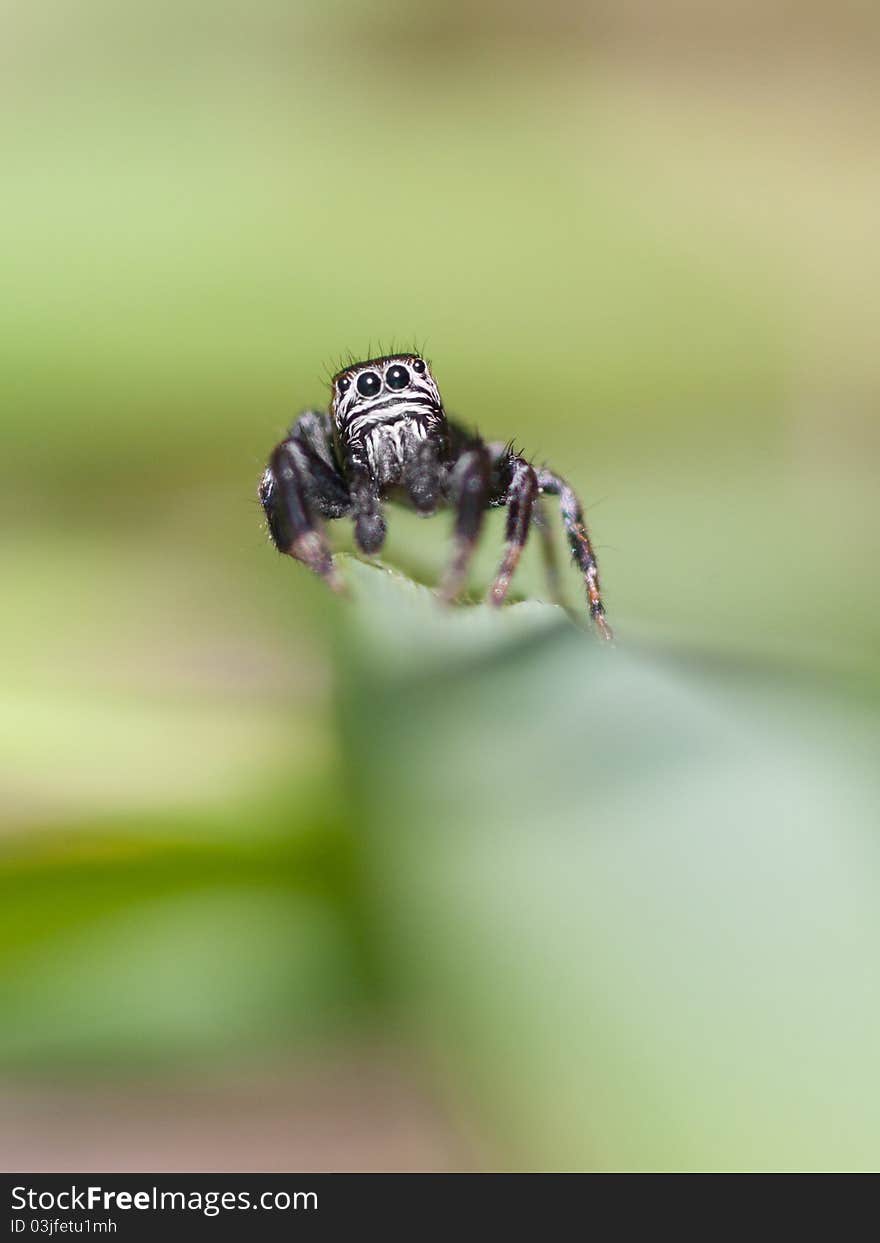 Jumping Spider