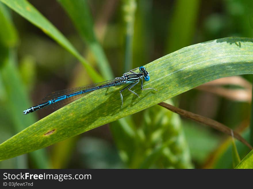 Azure Damselfly sitting on the leaf of grass