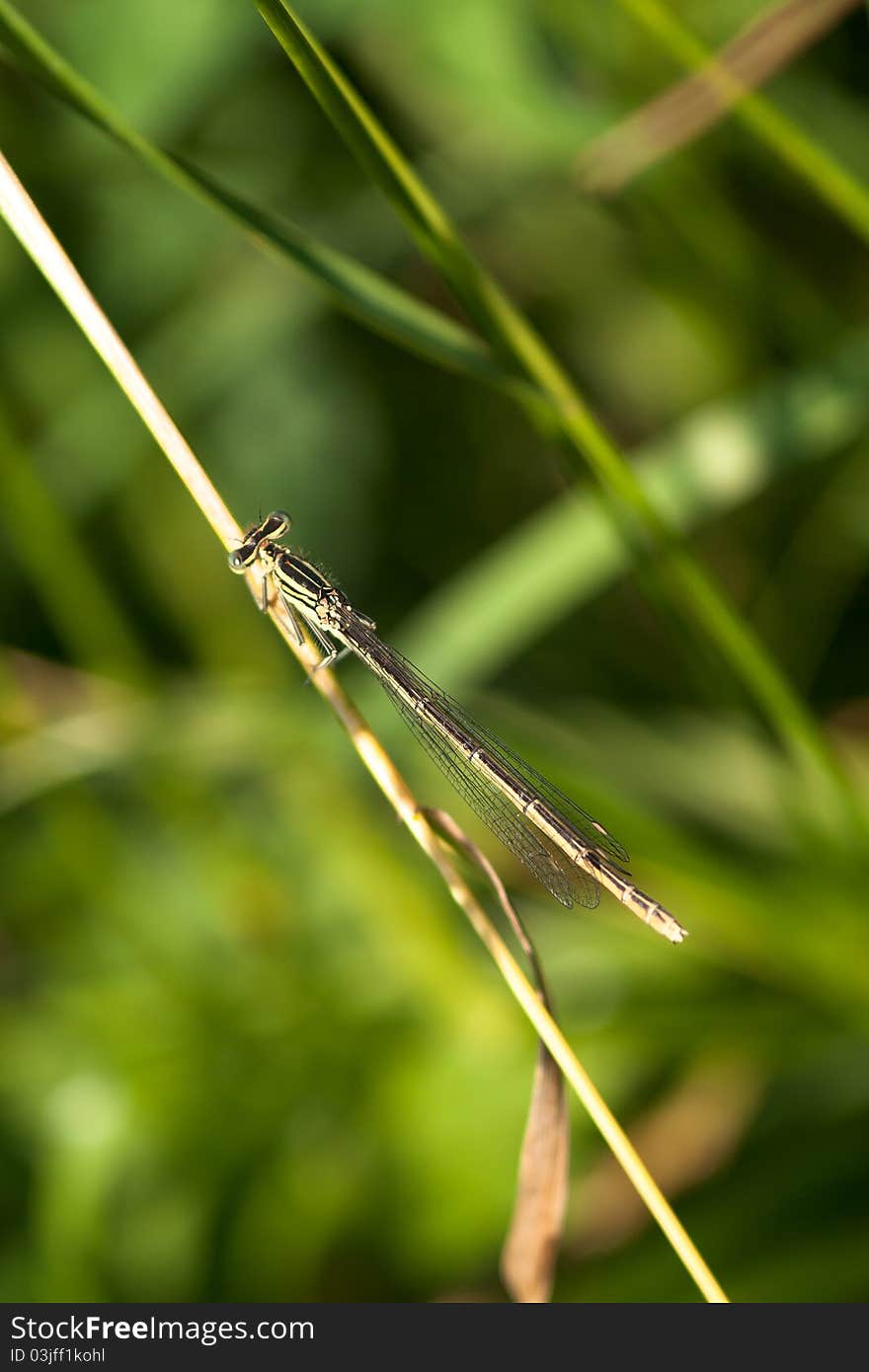 White-legged Damselfly sitting on the leaf of grass