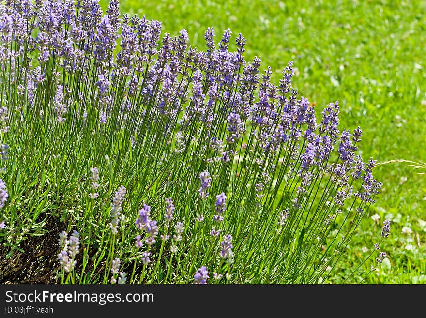 Lavender, purple aromatic plant can use for herbal medicine and perfume