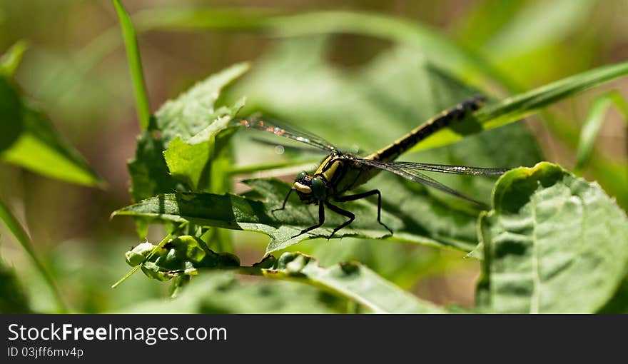 Common Clubtile dragonfly sitting on the leaf of grass