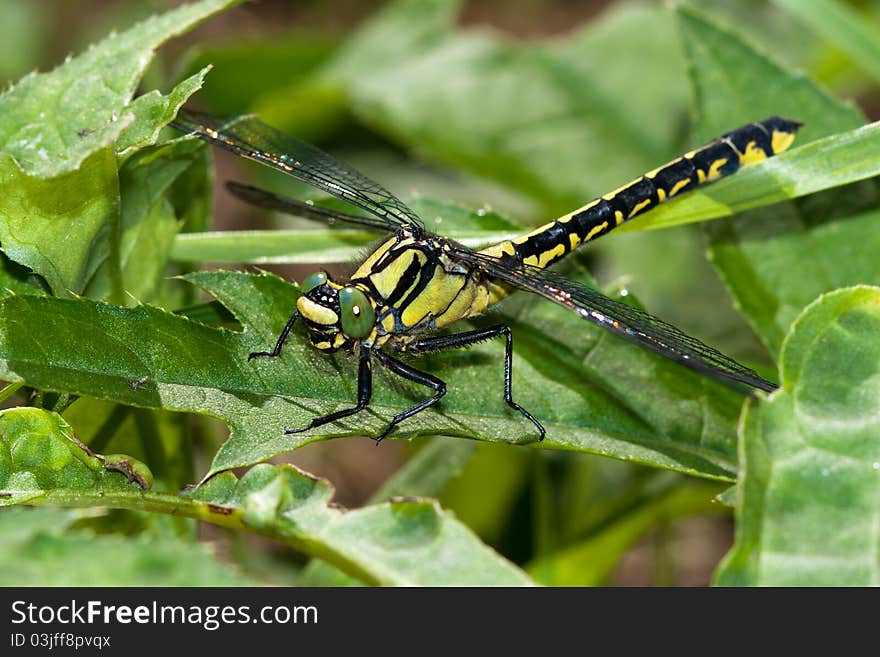 Common Clubtile dragonfly sitting on the leaf of grass