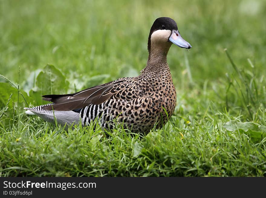 The silver teal in the grassland.