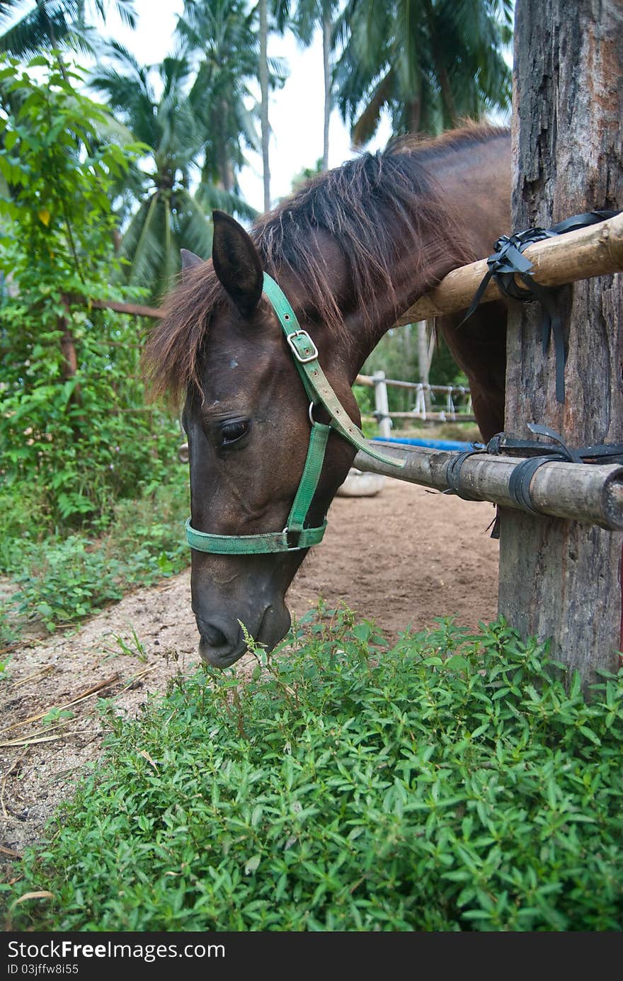 Horse in the farm shot natural scene