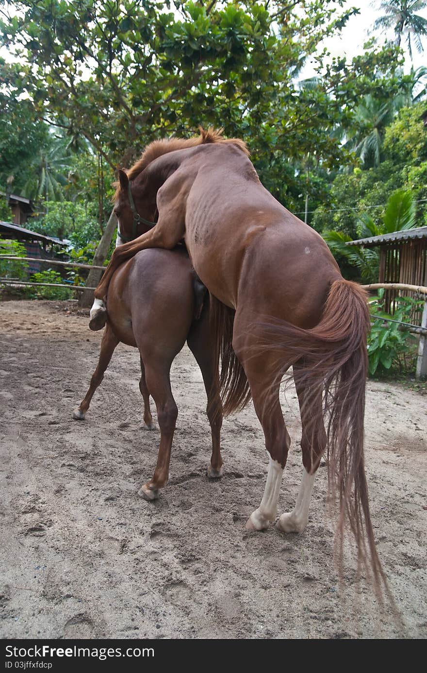 Horse in the farm shot natural scene during sexual intercause. Horse in the farm shot natural scene during sexual intercause